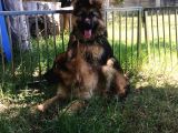 Düşük Bel Orjinal alman Çoban Köpeği