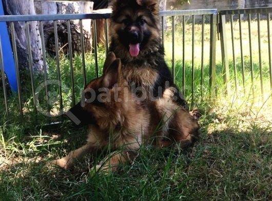 Düşük Bel Orjinal Alman Çoban Köpeği