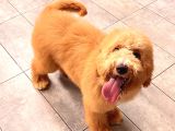 Anne Altından Goldendoodle Yavru