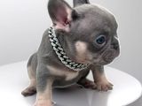 Micro Lilac Tan Ve Black Tan French Yavrular
