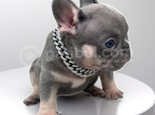 Micro Lilac Tan Ve Black Tan French Yavrular görsel