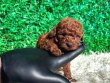Efsane Kore Red Toy Poodle Yavrular