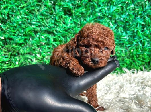 Efsane Kore Red Toy Poodle Yavrular görsel