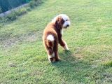Çift Renk Standart Giant Poodle Yavrular