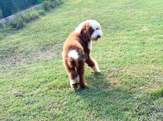 Çift Renk Standart Giant Poodle Yavrular görsel