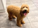 Anne Altından Goldendoodle Yavru