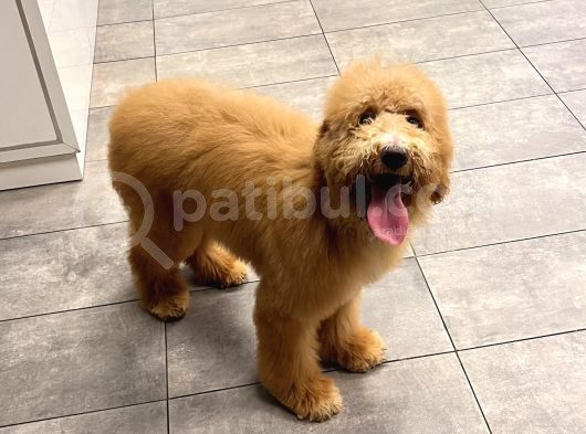 Anne Altından Goldendoodle Yavru görsel