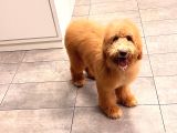 Anne Altından Goldendoodle Yavru