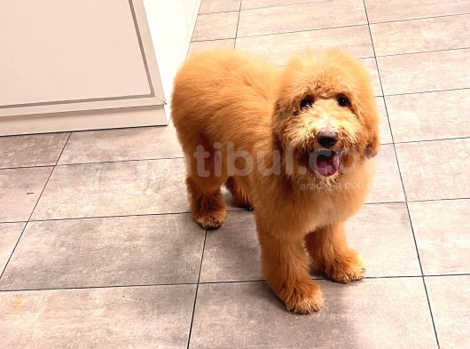 Anne Altından Goldendoodle Yavru görsel