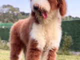 Çift Renk Standart Giant Poodle Yavrular