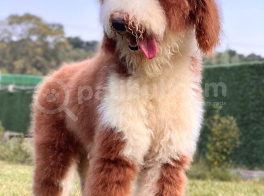 Çift Renk Standart Giant Poodle Yavrular görsel