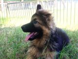Düşük Bel Orjinal Alman Çoban Köpeği