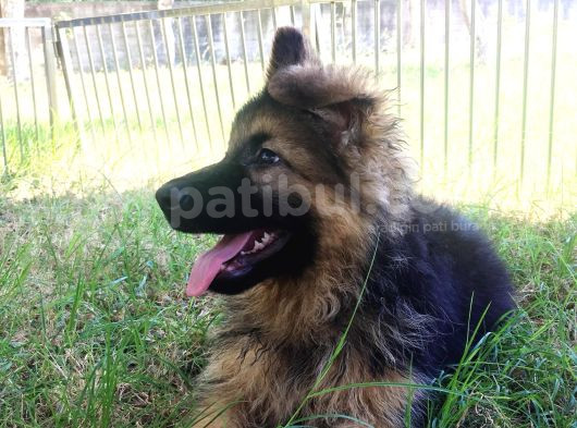 Düşük Bel Orjinal Alman Çoban Köpeği görsel