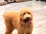 Anne Altından Goldendoodle Yavru