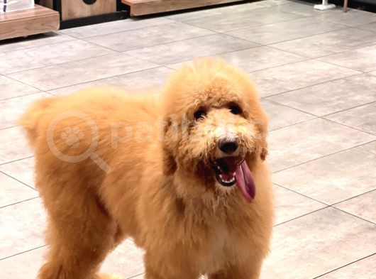 Anne Altından Goldendoodle Yavru görsel