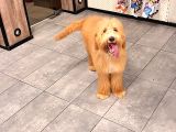 Anne Altından Goldendoodle Yavru