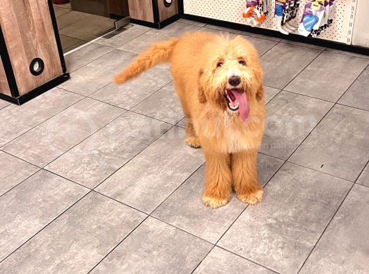 Anne Altından Goldendoodle Yavru görsel