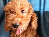 Ev Ortamından Red Toy Poodle Yavrular Son Di̇şi̇ Yavrumuz