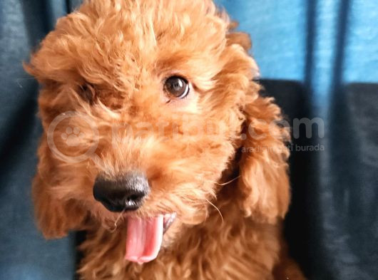 Ev Ortamından Red Toy Poodle Yavrular Son Di̇şi̇ Yavrumuz görsel