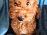 Ev Ortamından Red Toy Poodle Yavrular SON DİŞİ YAVRUMUZ
