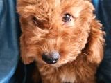 Ev Ortamından Red Toy Poodle Yavrular Son Di̇şi̇ Yavrumuz