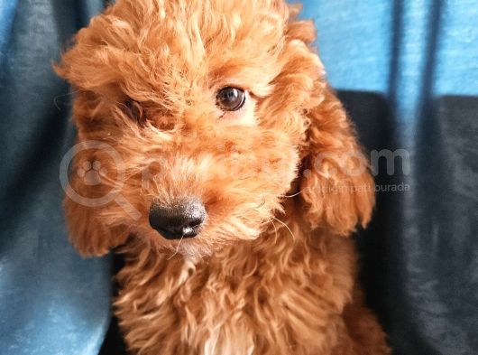 Ev Ortamından Red Toy Poodle Yavrular Son Di̇şi̇ Yavrumuz görsel