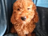 Ev Ortamından Red Toy Poodle Yavrular Son Di̇şi̇ Yavrumuz