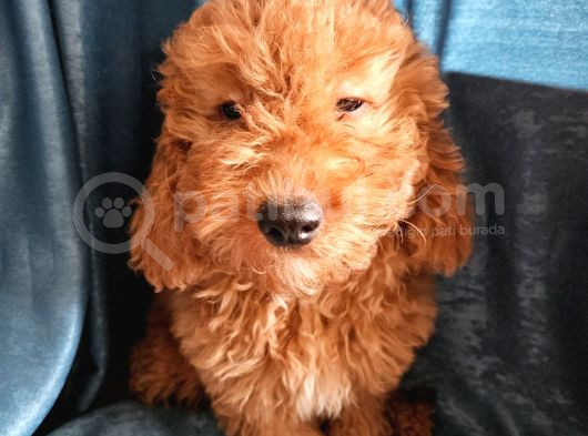 Ev Ortamından Red Toy Poodle Yavrular Son Di̇şi̇ Yavrumuz görsel