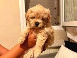 Maltipo Cinsi Yavrular Kahve Tonlu Mini Boy Puppy 