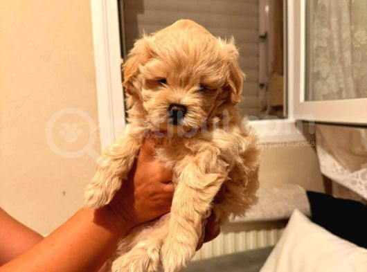 Maltipo Cinsi Yavrular Kahve Tonlu Mini Boy Puppy  görsel