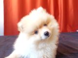 Pet eğitimli pomerian Boo yavrumuz maşallah