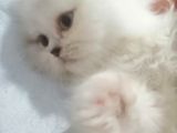 2 Aylık Yavrularımız Yeni Yuvalarını Arıyor