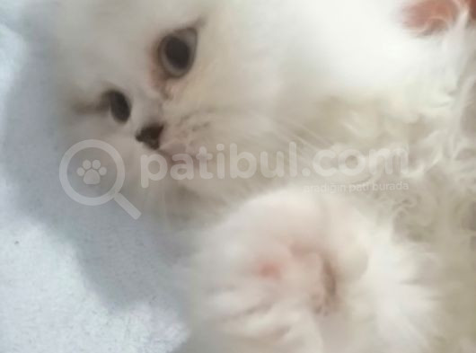 2 Aylık Yavrularımız Yeni Yuvalarını Arıyor görsel