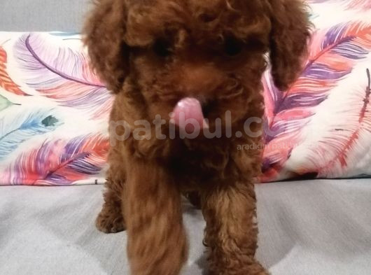 Kore Kan Yavrular görsel