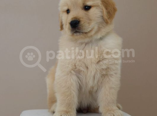 Erkek Golden Babyface görsel