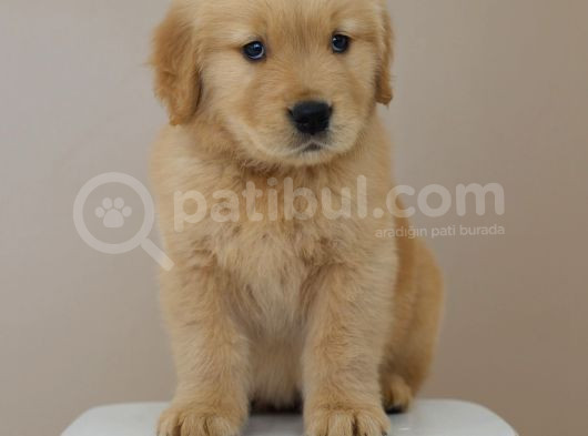 Erkek Golden Babyface görsel