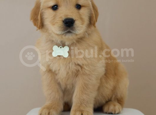 Erkek Golden Babyface