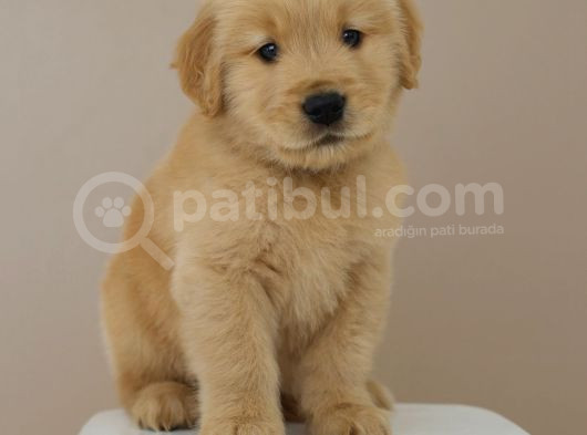 Erkek Golden Babyface görsel