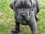pişman olmayacağınız cane corso yavru 2 aylık