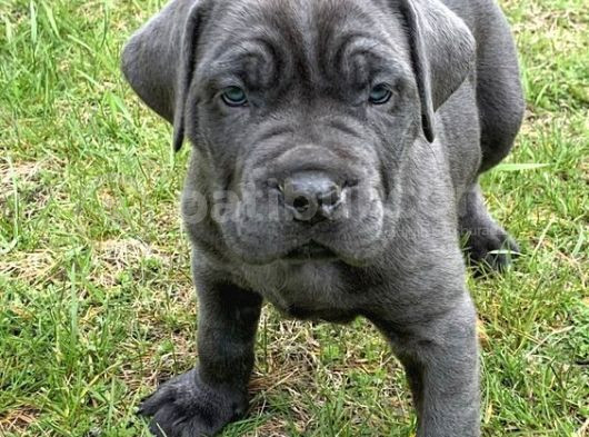 Pişman Olmayacağınız Cane Corso Yavru 2 Aylık
