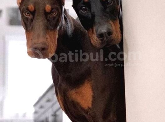 2 Aylık Estetikli Heykel Gibi Dobermanın Olsun Istiyormusun