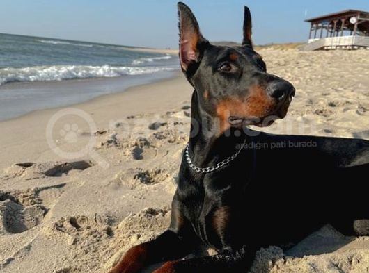 2 Aylık Estetikli Heykel Gibi Dobermanın Olsun Istiyormusun görsel