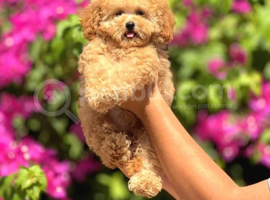 Maltipo Cinsi Yavrular Kahve Tonlu Mini Boy Puppy 