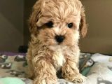Kıpkırmızı Red Tooy Poodle Sevimli Yavrular 