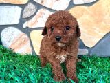 Efsane Kore Red Toy Poodle Yavrular