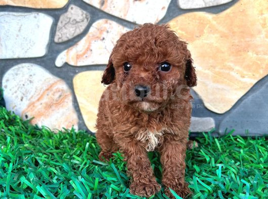 Efsane Kore Red Toy Poodle Yavrular görsel