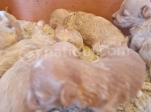 Maltipo Yavrularımız Için Acele Edin görsel