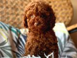 Toy Poodle Bebeğimmm