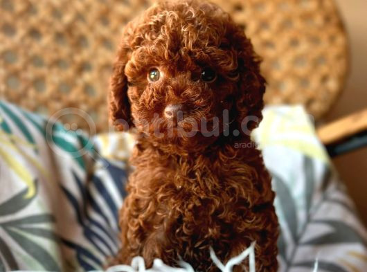 Toy Poodle Bebeğimmm görsel