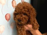 TOY POODLE YAVRULARI DİŞİ 
